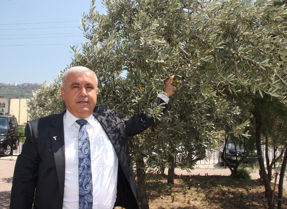 Sofralık zeytin ihracatı 200 milyon dolara koşuyor