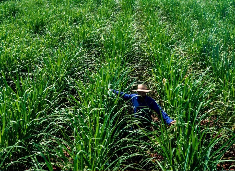 Unilever and Nufarm Partner to Produce Plant-based Oil
